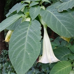 Brugmansia suaveolens at Austinmer, NSW - 15 Nov 2024 01:28 PM