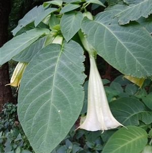 Brugmansia suaveolens at Austinmer, NSW - 15 Nov 2024