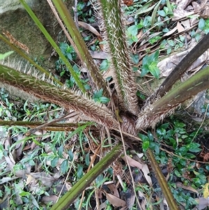 Cyathea cooperi at Austinmer, NSW - 15 Nov 2024