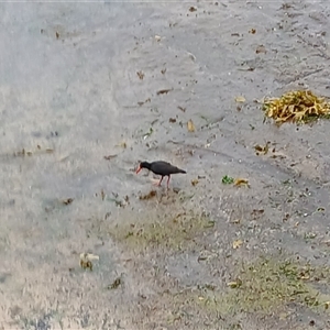 Haematopus fuliginosus (Sooty Oystercatcher) at Wollongong, NSW by plants