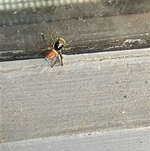 Maratus pavonis at Holder, ACT - suppressed
