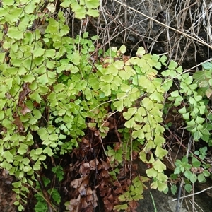 Adiantum capillus-veneris at Wollongong, NSW - 14 Nov 2024