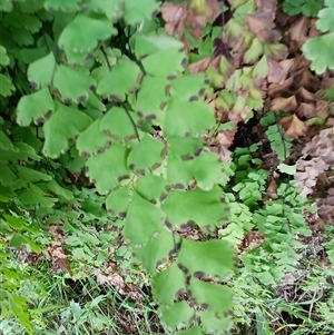 Adiantum capillus-veneris at Wollongong, NSW - 14 Nov 2024