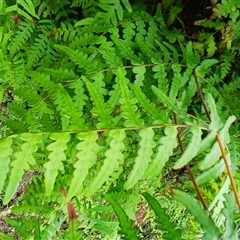 Histiopteris incisa (Bat's-Wing Fern) at Wollongong, NSW - 14 Nov 2024 by plants