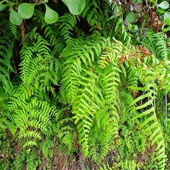 Histiopteris incisa at Wollongong, NSW - suppressed