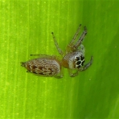 Opisthoncus polyphemus (Cyclops jumping spider) at Braemar, NSW - 9 Nov 2024 by Curiosity