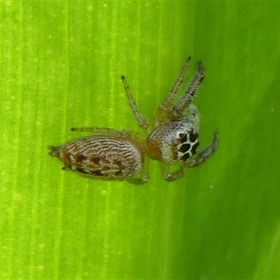 Opisthoncus polyphemus (Cyclops jumping spider) at Braemar, NSW - 9 Nov 2024 by Curiosity