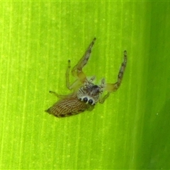 Opisthoncus polyphemus at Braemar, NSW - 9 Nov 2024 11:36 AM