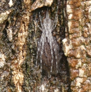 Tamopsis fickerti at Braemar, NSW by Curiosity