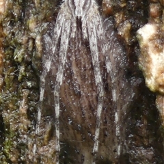 Tamopsis sp. (genus) at Braemar, NSW - 12 Nov 2024 03:28 PM