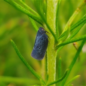 Anzora unicolor at Anembo, NSW - 15 Nov 2024