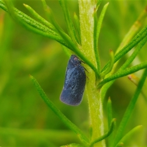 Anzora unicolor at Anembo, NSW - 15 Nov 2024