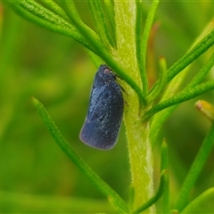 Anzora unicolor at Anembo, NSW - 15 Nov 2024