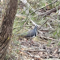 Leucosarcia melanoleuca (Wonga Pigeon) at Jingera, NSW - 14 Nov 2024 by Csteele4