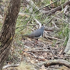 Leucosarcia melanoleuca at Jingera, NSW - 14 Nov 2024 03:33 PM