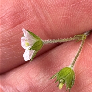 Geranium solanderi at Kangaroo Valley, NSW - suppressed