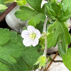 Geranium solanderi at Kangaroo Valley, NSW - suppressed