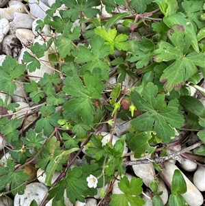 Geranium solanderi at Kangaroo Valley, NSW - suppressed