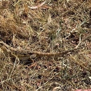 Pogona barbata at Hackett, ACT - suppressed