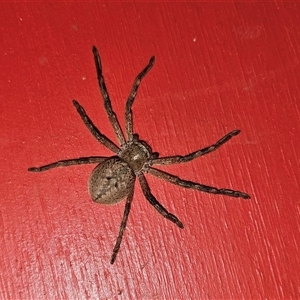 Neosparassus calligaster at Captains Flat, NSW - suppressed