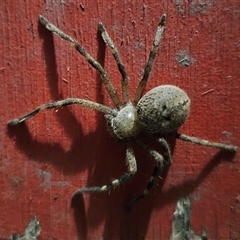 Neosparassus calligaster at Captains Flat, NSW - suppressed