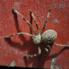 Neosparassus calligaster at Captains Flat, NSW - suppressed