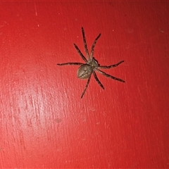 Neosparassus calligaster at Captains Flat, NSW - suppressed