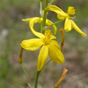 Bulbine bulbosa at Dalton, NSW - 23 Oct 2024