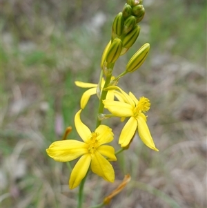 Bulbine bulbosa at Dalton, NSW - 23 Oct 2024