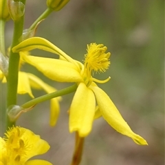 Bulbine bulbosa at Dalton, NSW - 23 Oct 2024