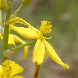 Bulbine bulbosa at Dalton, NSW - 23 Oct 2024 11:06 AM