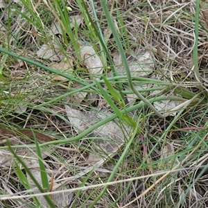 Bulbine bulbosa at Dalton, NSW - 23 Oct 2024