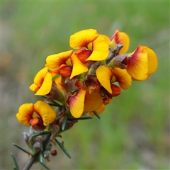 Dillwynia sericea (Egg And Bacon Peas) at Dalton, NSW - 23 Oct 2024 by RobG1