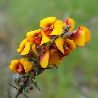 Dillwynia sericea (Egg And Bacon Peas) at Dalton, NSW - 23 Oct 2024 by RobG1