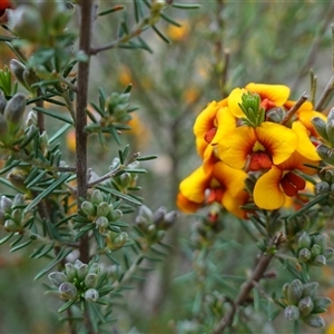 Dillwynia sericea at Dalton, NSW - 23 Oct 2024 11:07 AM