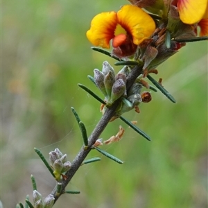 Dillwynia sericea at Dalton, NSW - 23 Oct 2024 11:07 AM