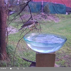 Manorina melanocephala (Noisy Miner) at Shark Creek, NSW - 16 Nov 2024 by Topwood