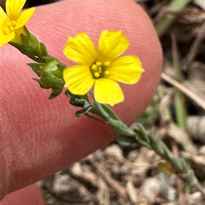 Linum trigynum (French Flax) at Kangaroo Valley, NSW - 15 Nov 2024 by lbradley