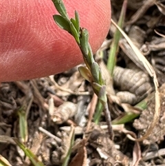 Linum trigynum at Kangaroo Valley, NSW - suppressed