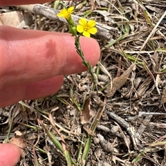 Linum trigynum at Kangaroo Valley, NSW - suppressed