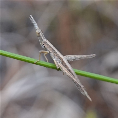 Keyacris scurra (Key's Matchstick Grasshopper) at Dalton, NSW - 23 Oct 2024 by RobG1