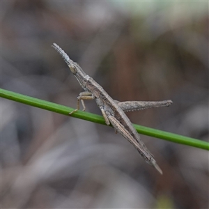 Keyacris scurra at Dalton, NSW - 23 Oct 2024 11:09 AM