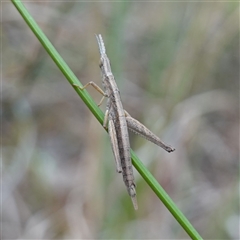 Keyacris scurra at Dalton, NSW - 23 Oct 2024 11:09 AM