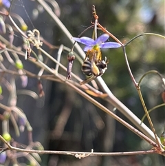 Lipotriches (Austronomia) phanerura at Thurgoona, NSW - 15 Nov 2024 by Hendyks