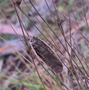 Calolampra sp. (genus) at Bungendore, NSW - 15 Nov 2024