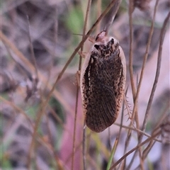 Calolampra sp. (genus) at Bungendore, NSW - 15 Nov 2024