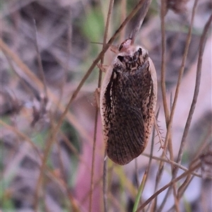 Calolampra sp. (genus) at Bungendore, NSW - suppressed