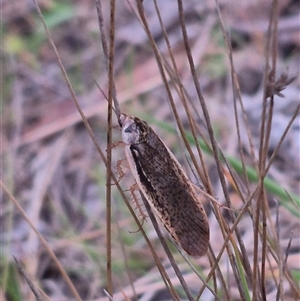 Calolampra sp. (genus) at Bungendore, NSW - 15 Nov 2024