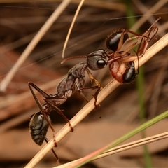 Myrmecia pyriformis (A Bull ant) at Yarralumla, ACT - 15 Nov 2024 by NateKingsford