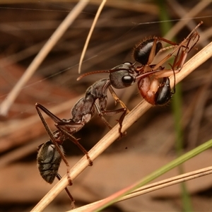 Myrmecia pyriformis at Yarralumla, ACT - 15 Nov 2024 09:01 PM